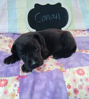 Conan , a male Great Dane for sale in Cameron, MO – 2 of 4