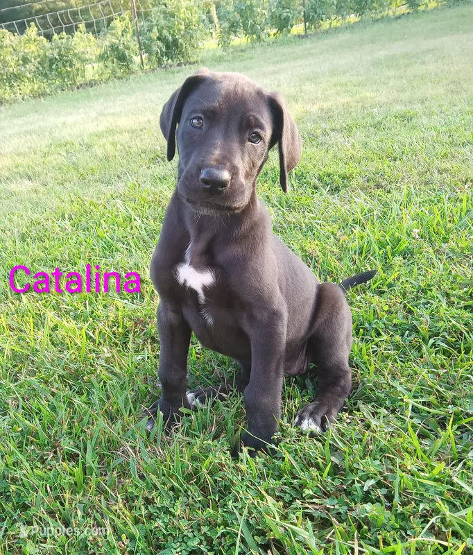 Catalina – Great Dane puppy for sale in Cameron, MO
