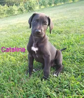 Catalina, a female Great Dane for sale in Cameron, MO – 1 of 6