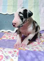 Ceasar, a male Great Dane for sale in Cameron, MO – 2 of 4