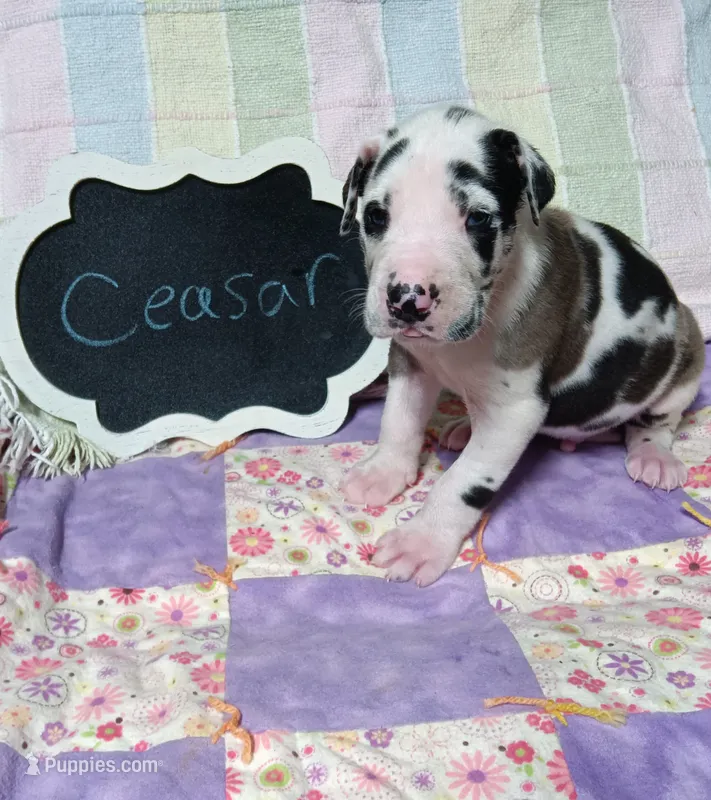 Ceasar – Great Dane puppy for sale in Cameron, MO