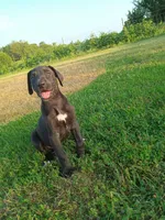Catalina, a female Great Dane for sale in Cameron, MO – 3 of 6