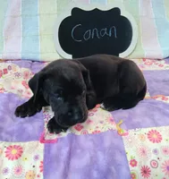 Conan , a male Great Dane for sale in Cameron, MO – 4 of 4