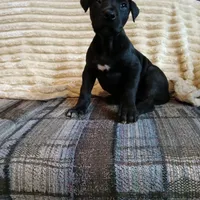 Dolly, a female Great Dane for sale in Cameron, MO – 6 of 6
