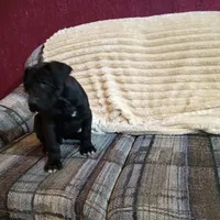Dolly, a female Great Dane for sale in Cameron, MO – 5 of 6