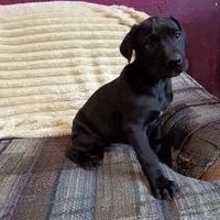 Dolly, a female Great Dane for sale in Cameron, MO – 4 of 6