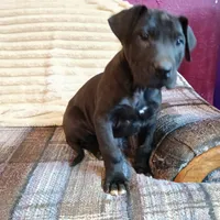 Dolly, a female Great Dane for sale in Cameron, MO – 2 of 6