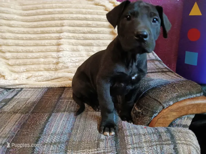 Dolly – Great Dane puppy for sale in Cameron, MO