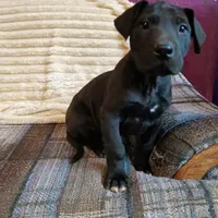 Dolly, a female Great Dane for sale in Cameron, MO – 1 of 6