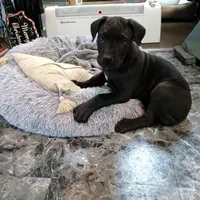 Dolly, a female Great Dane for sale in Cameron, MO – 3 of 6