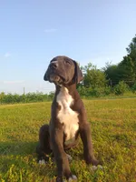 Cooper, a male Great Dane for sale in Cameron, MO – 6 of 6