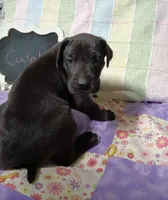Catalina, a female Great Dane for sale in Cameron, MO – 5 of 5
