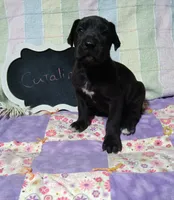 Catalina, a female Great Dane for sale in Cameron, MO – 1 of 5