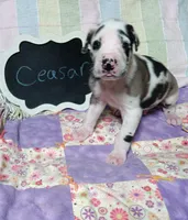 Ceasar, a male Great Dane for sale in Cameron, MO – 3 of 4
