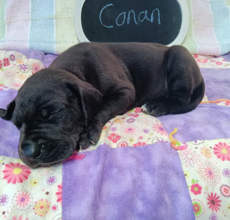 Conan  – Great Dane puppy for sale in Cameron, MO