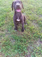 Catalina, a female Great Dane for sale in Cameron, MO – 2 of 6