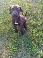 Catalina, a female Great Dane for sale in Cameron, MO – 4 of 6