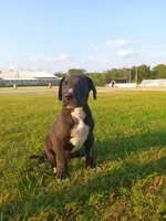 Cooper, a male Great Dane for sale in Cameron, MO – 3 of 6
