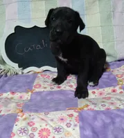 Catalina, a female Great Dane for sale in Cameron, MO – 2 of 5