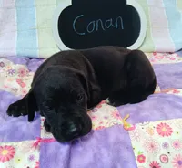 Conan , a male Great Dane for sale in Cameron, MO – 3 of 4