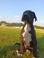 Cooper, a male Great Dane for sale in Cameron, MO – 2 of 6