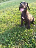 Catalina, a female Great Dane for sale in Cameron, MO – 5 of 6