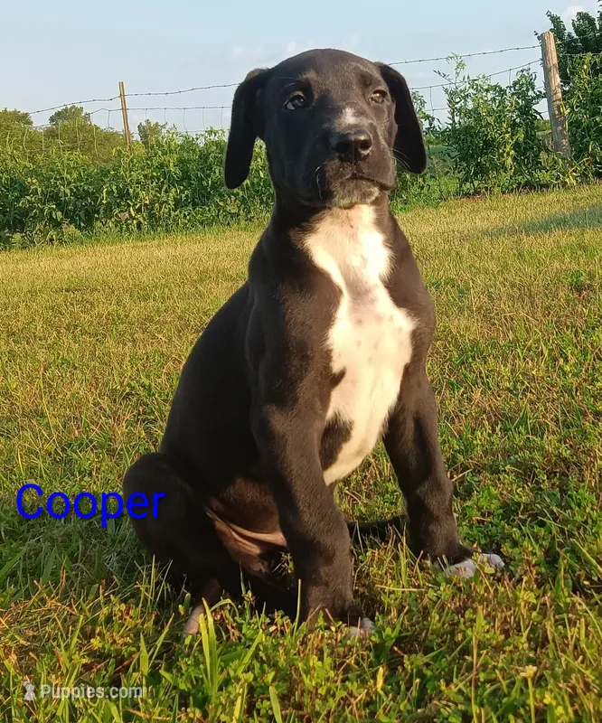 Cooper – Great Dane puppy for sale in Cameron, MO