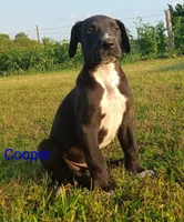 Cooper, a male Great Dane for sale in Cameron, MO – 1 of 6
