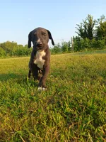Cooper, a male Great Dane for sale in Cameron, MO – 5 of 6
