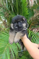 Dark, a male German Shepherd Dog for sale in Stuart, FL – Photo 5 of 10