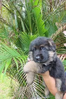 Dark, a male German Shepherd Dog for sale in Stuart, FL – Photo 6 of 10
