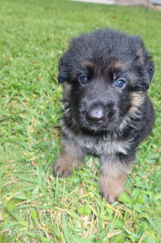 Dark – German Shepherd Dog puppy for sale in Stuart, FL