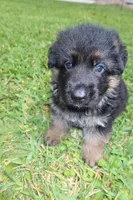 Dark, a male German Shepherd Dog for sale in Stuart, FL – Photo 1 of 10