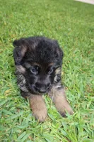 Dark, a male German Shepherd Dog for sale in Stuart, FL – Photo 10 of 10