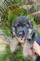 Dark, a male German Shepherd Dog for sale in Stuart, FL – Photo 3 of 10