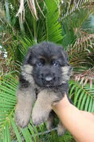 Dark, a male German Shepherd Dog for sale in Stuart, FL – Photo 7 of 10