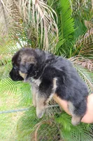 Dark, a male German Shepherd Dog for sale in Stuart, FL – Photo 9 of 10