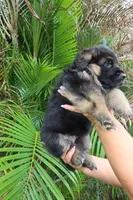 Dark, a male German Shepherd Dog for sale in Stuart, FL – Photo 8 of 10