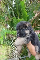 Dark, a male German Shepherd Dog for sale in Stuart, FL – Photo 4 of 10