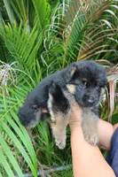 Lady Houdini, a female German Shepherd Dog for sale in Stuart, FL – Photo 3 of 5