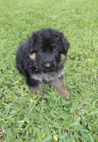 Lady Houdini, a female German Shepherd Dog for sale in Stuart, FL – Photo 2 of 5