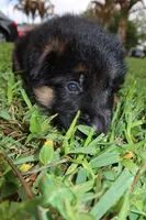 Lady Houdini, a female German Shepherd Dog for sale in Stuart, FL – Photo 5 of 5
