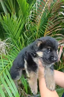 Lady Houdini, a female German Shepherd Dog for sale in Stuart, FL – Photo 4 of 5