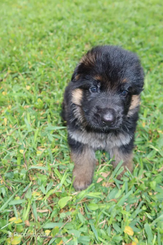 Lady Houdini – German Shepherd Dog puppy for sale in Stuart, FL