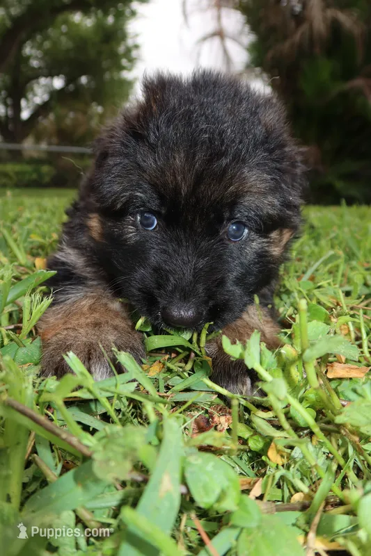 Llorona – German Shepherd Dog puppy for sale in Stuart, FL