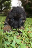 Llorona, a female German Shepherd Dog for sale in Stuart, FL – Photo 1 of 10