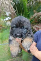 Llorona, a female German Shepherd Dog for sale in Stuart, FL – Photo 4 of 10