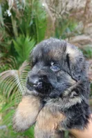 Llorona, a female German Shepherd Dog for sale in Stuart, FL – Photo 6 of 10