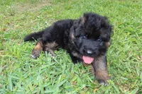 Llorona, a female German Shepherd Dog for sale in Stuart, FL – Photo 3 of 10