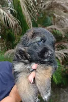 Llorona, a female German Shepherd Dog for sale in Stuart, FL – Photo 8 of 10